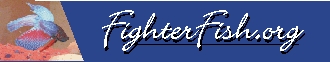 fighter fish | betta fish fighter fish | betta fish