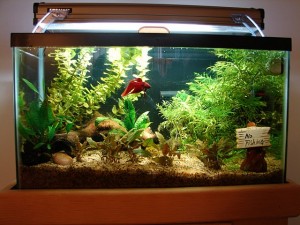 Fighter Fish Tank